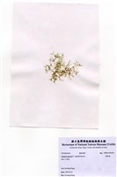 藏品(環節藻)的圖片